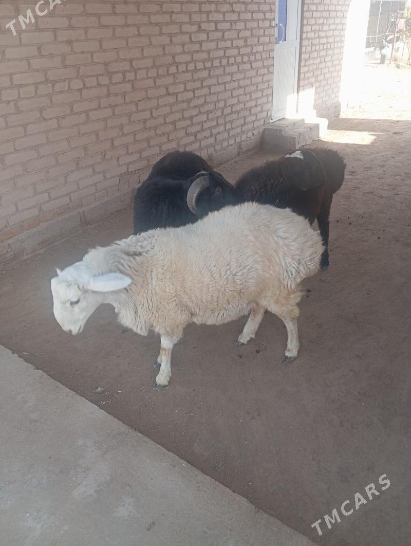 goçkar - Чарджоу - img 9