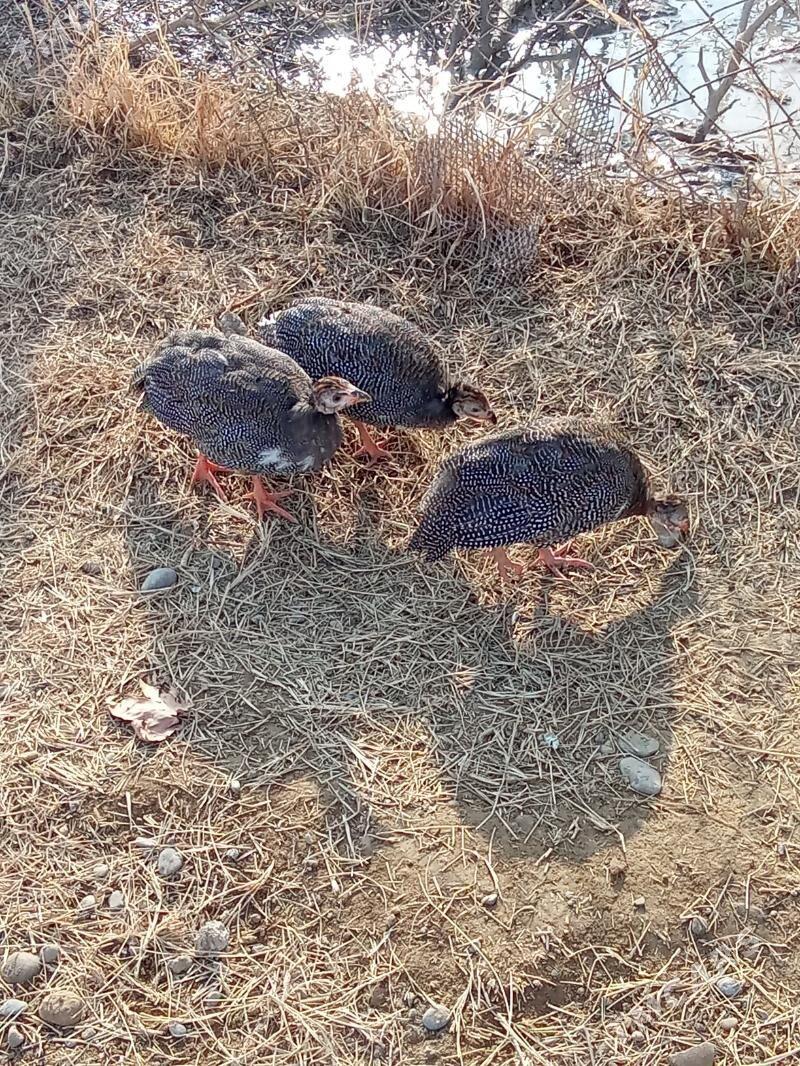 käkilik - Анев - img 5