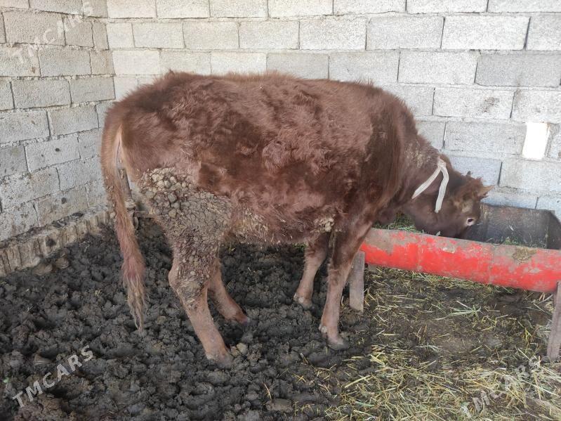 Bakylyan gulajynlar 4sany - Векильбазар - img 4