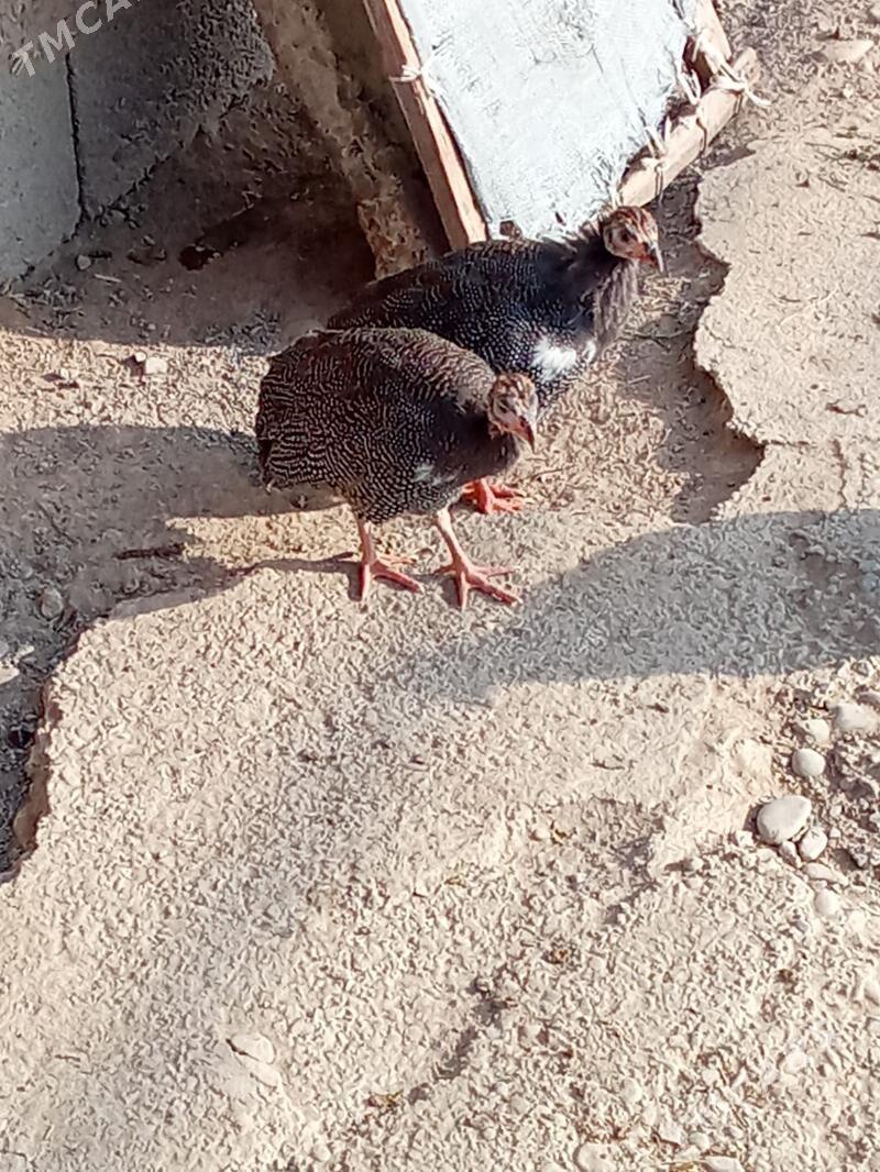 käkilik - Анев - img 1