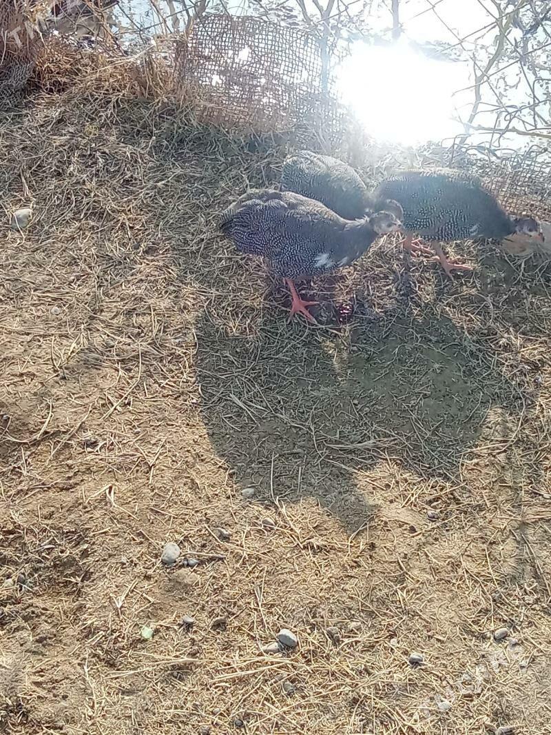 käkilik - Анев - img 6