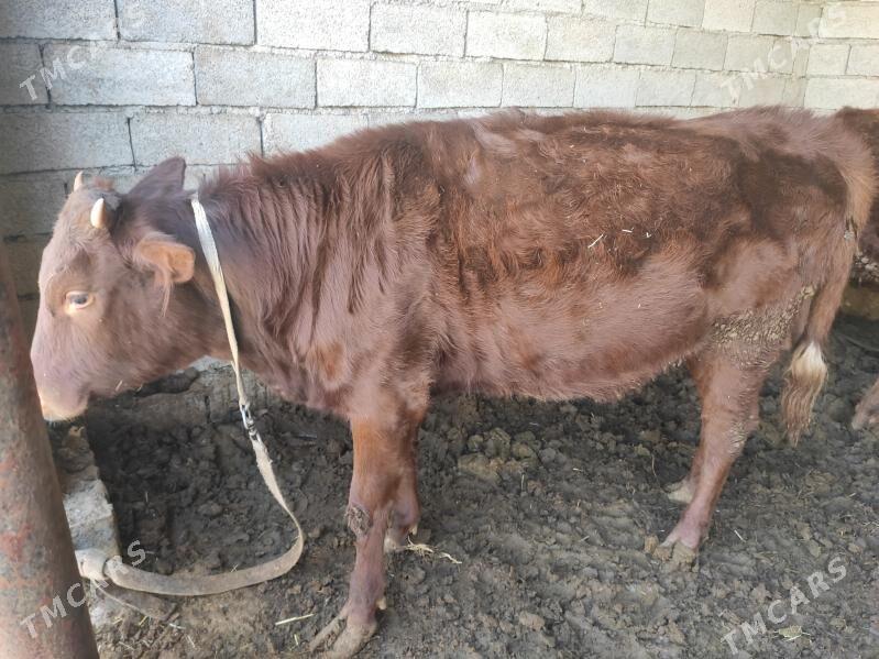 Bakylyan gulajynlar 4sany - Векильбазар - img 2