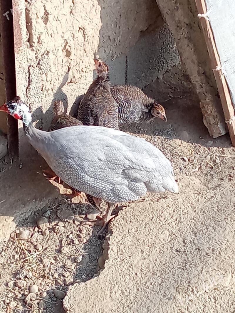 käkilik - Анев - img 2