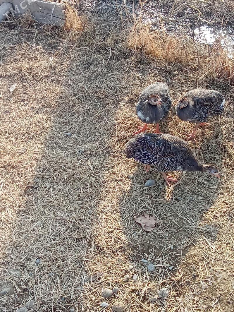 käkilik - Анев - img 4