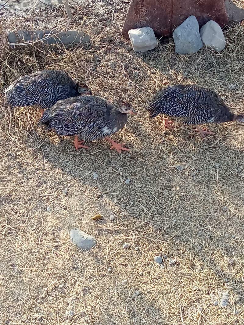 käkilik - Анев - img 3