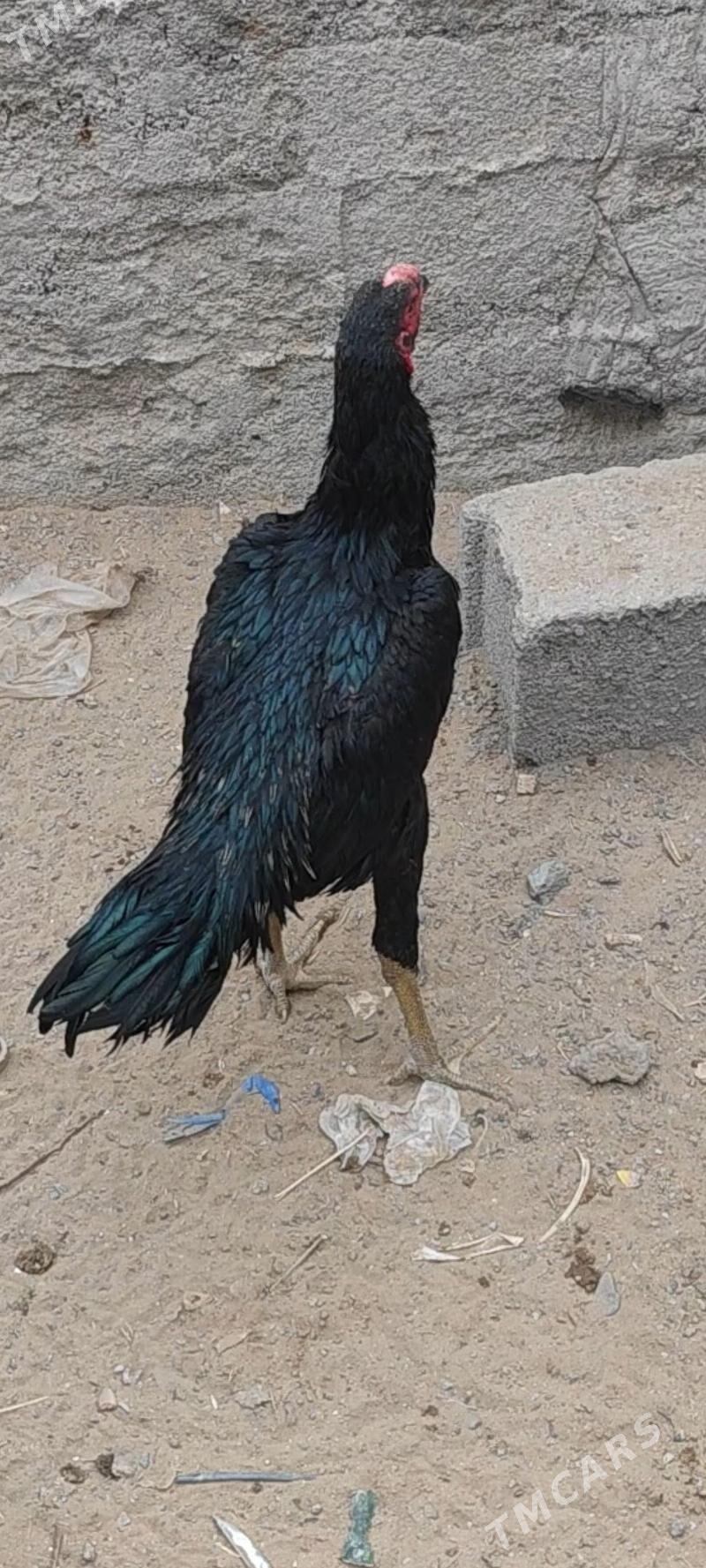 taskent horaz - Анев - img 1