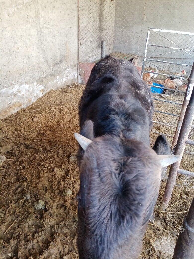 Okuzçe - Bäherden - img 3