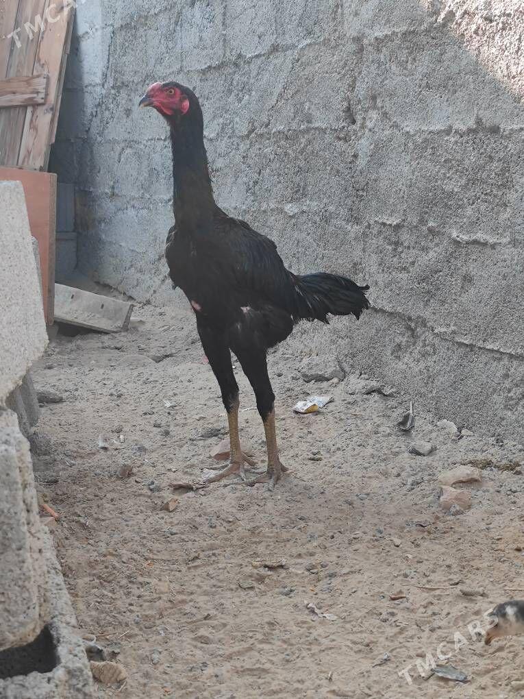 taskent horaz - Анев - img 2