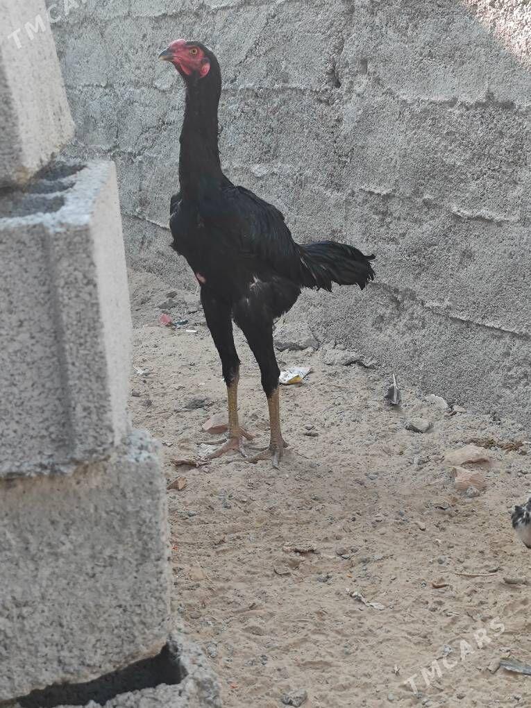 taskent horaz - Анев - img 3