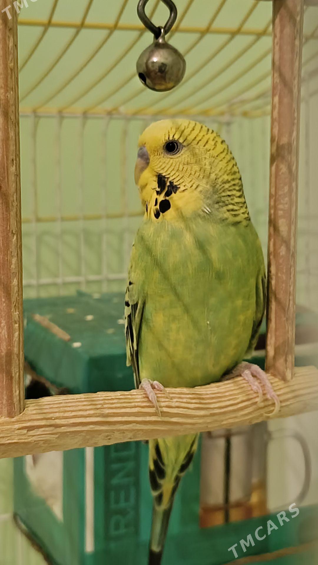 pabugay - Бахарден - img 3