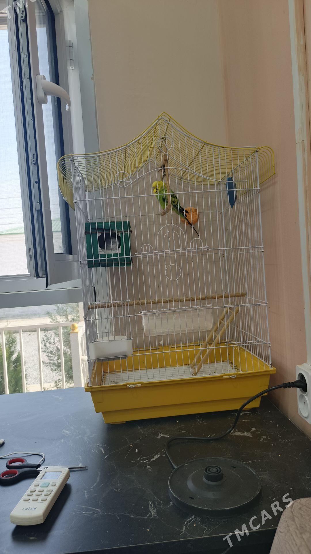 pabugay - Бахарден - img 7