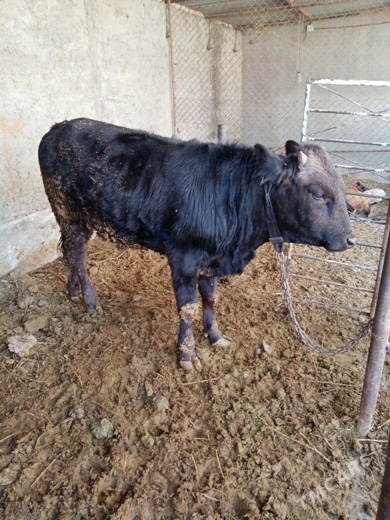 Okuzçe - Bäherden - img 1