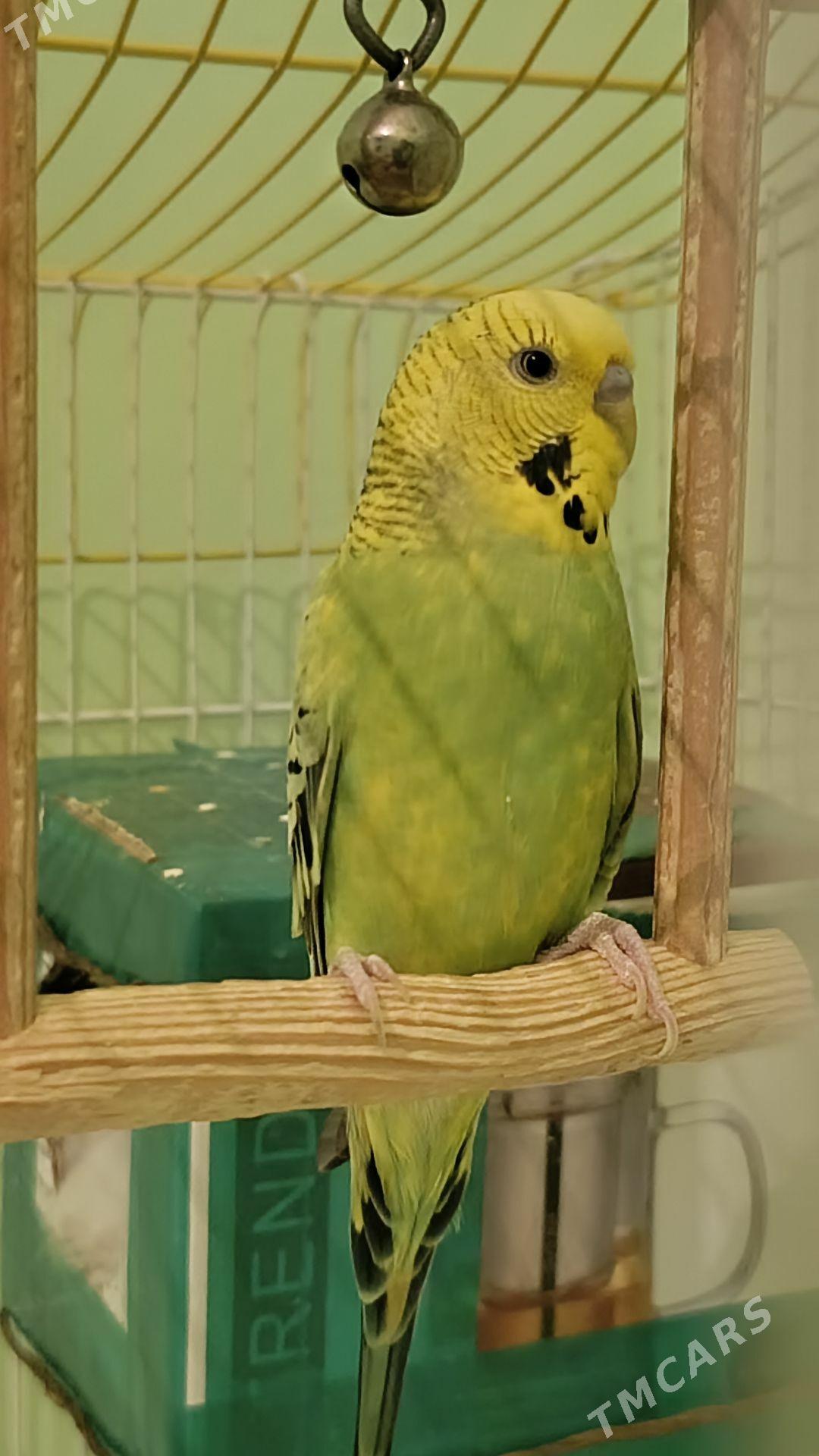 pabugay - Бахарден - img 4