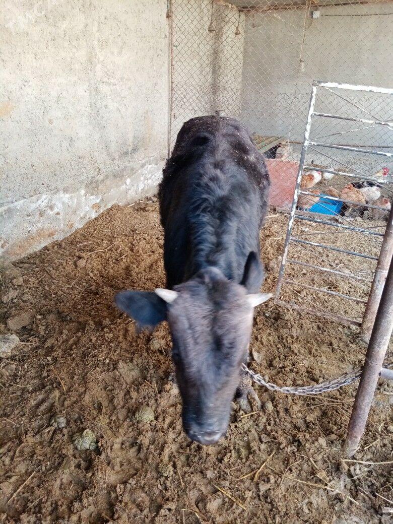 Okuzçe - Bäherden - img 2