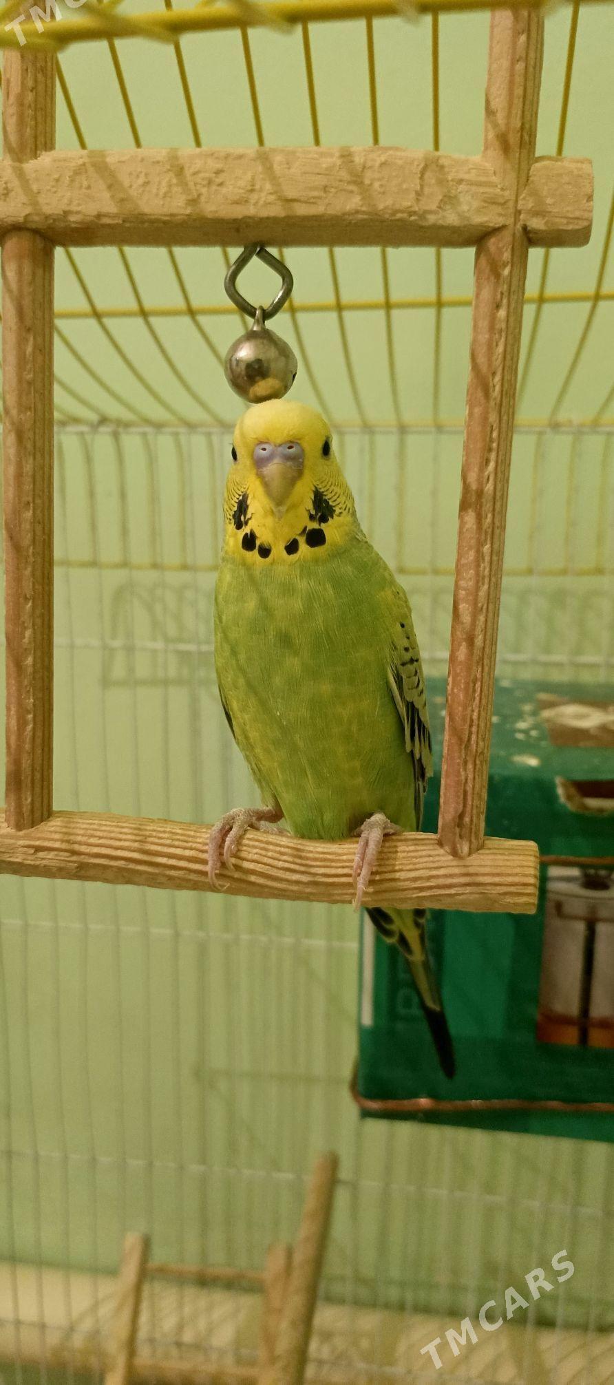 pabugay - Бахарден - img 2