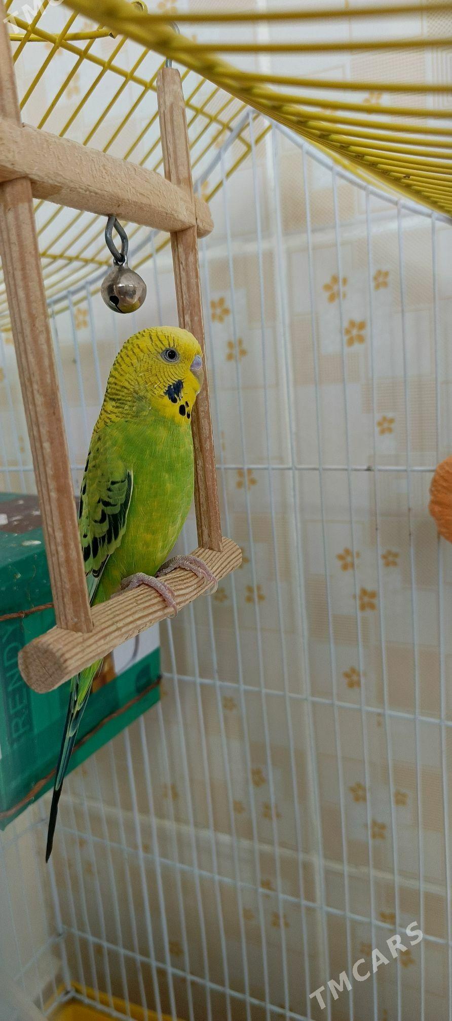 pabugay - Бахарден - img 5