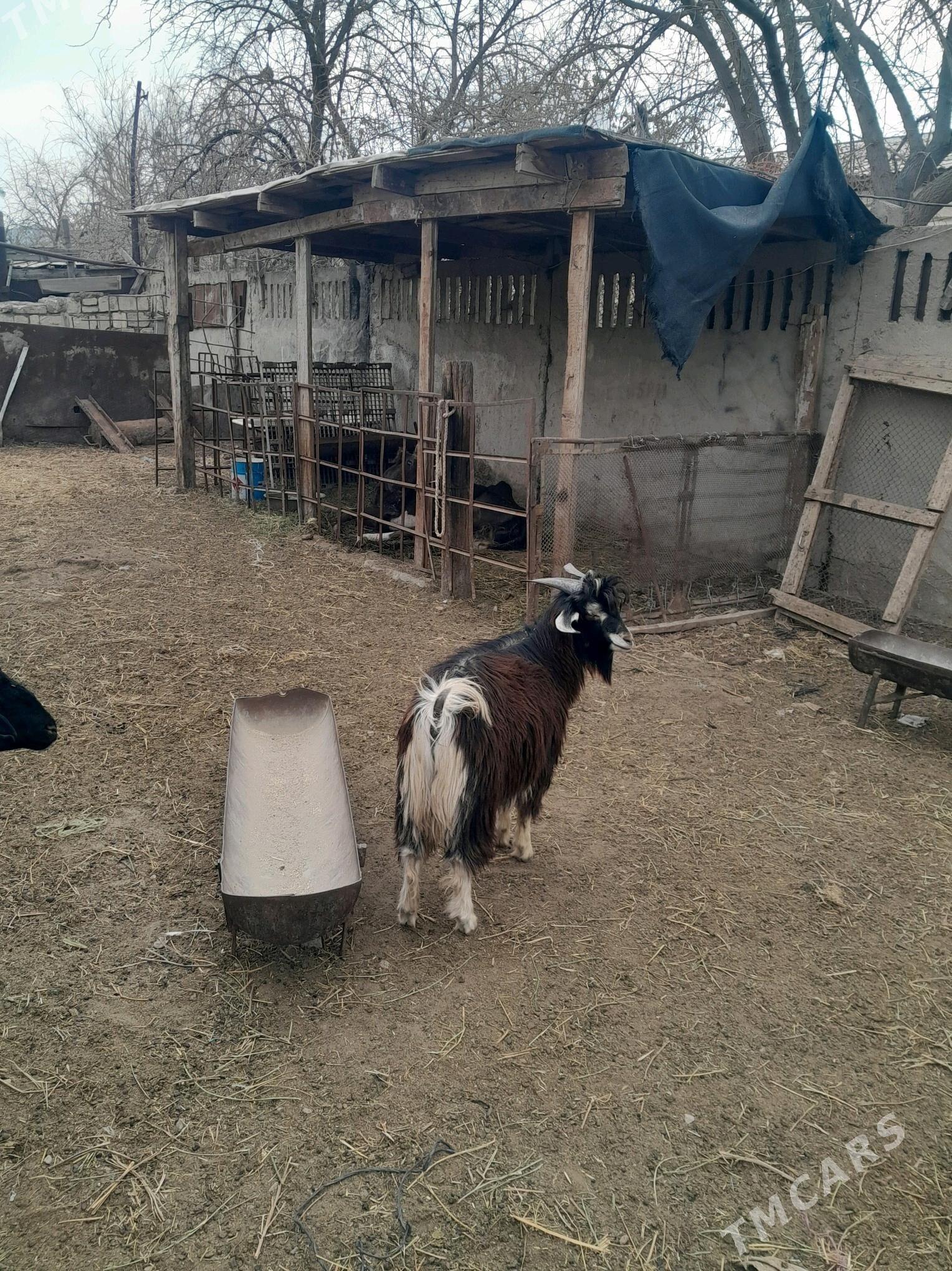 cewis tokly - Туркменбаши - img 1