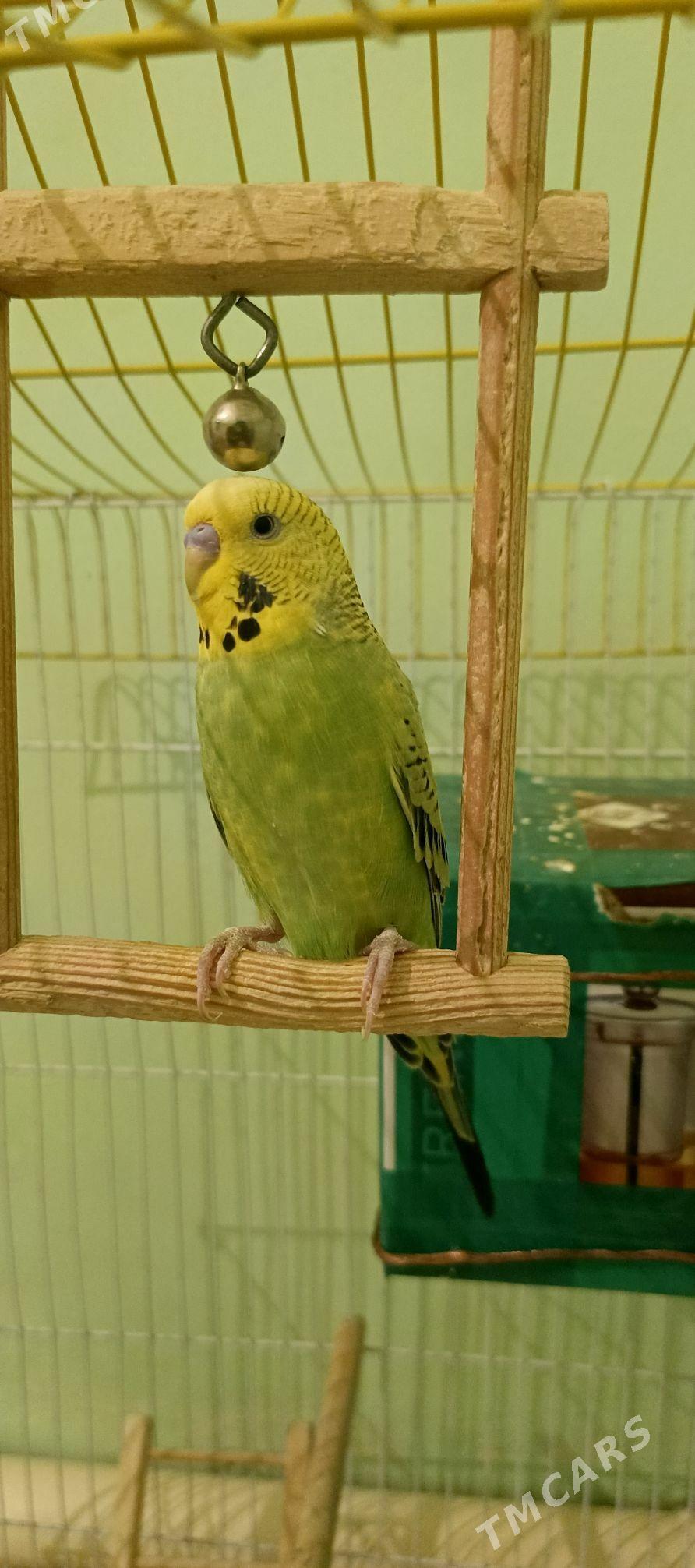 pabugay - Бахарден - img 1