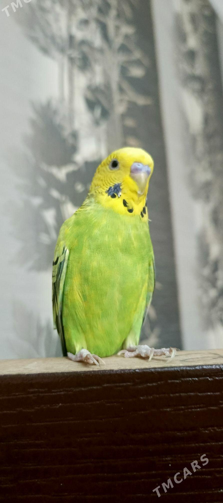 pabugay - Бахарден - img 6