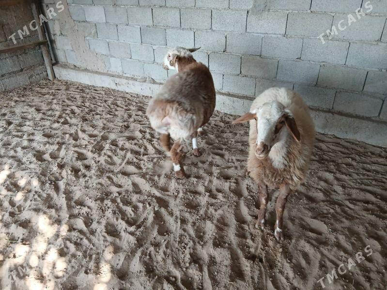 Gisar - Bagyr - img 6