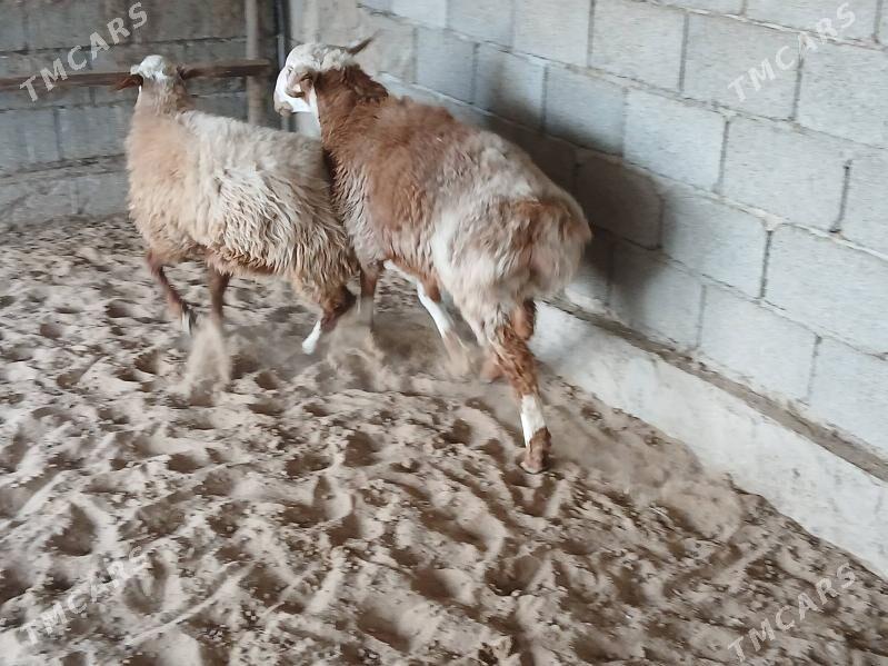 Gisar - Bagyr - img 2