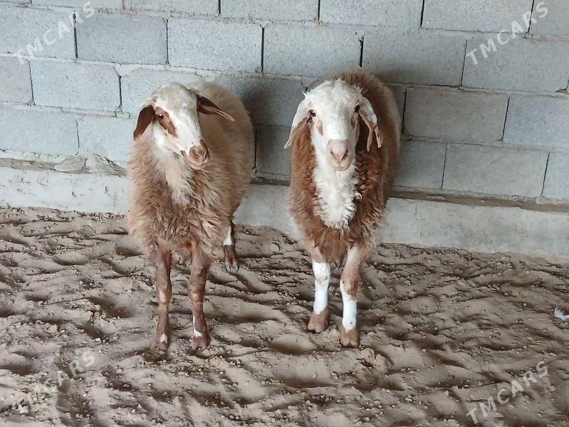 Gisar - Bagyr - img 4