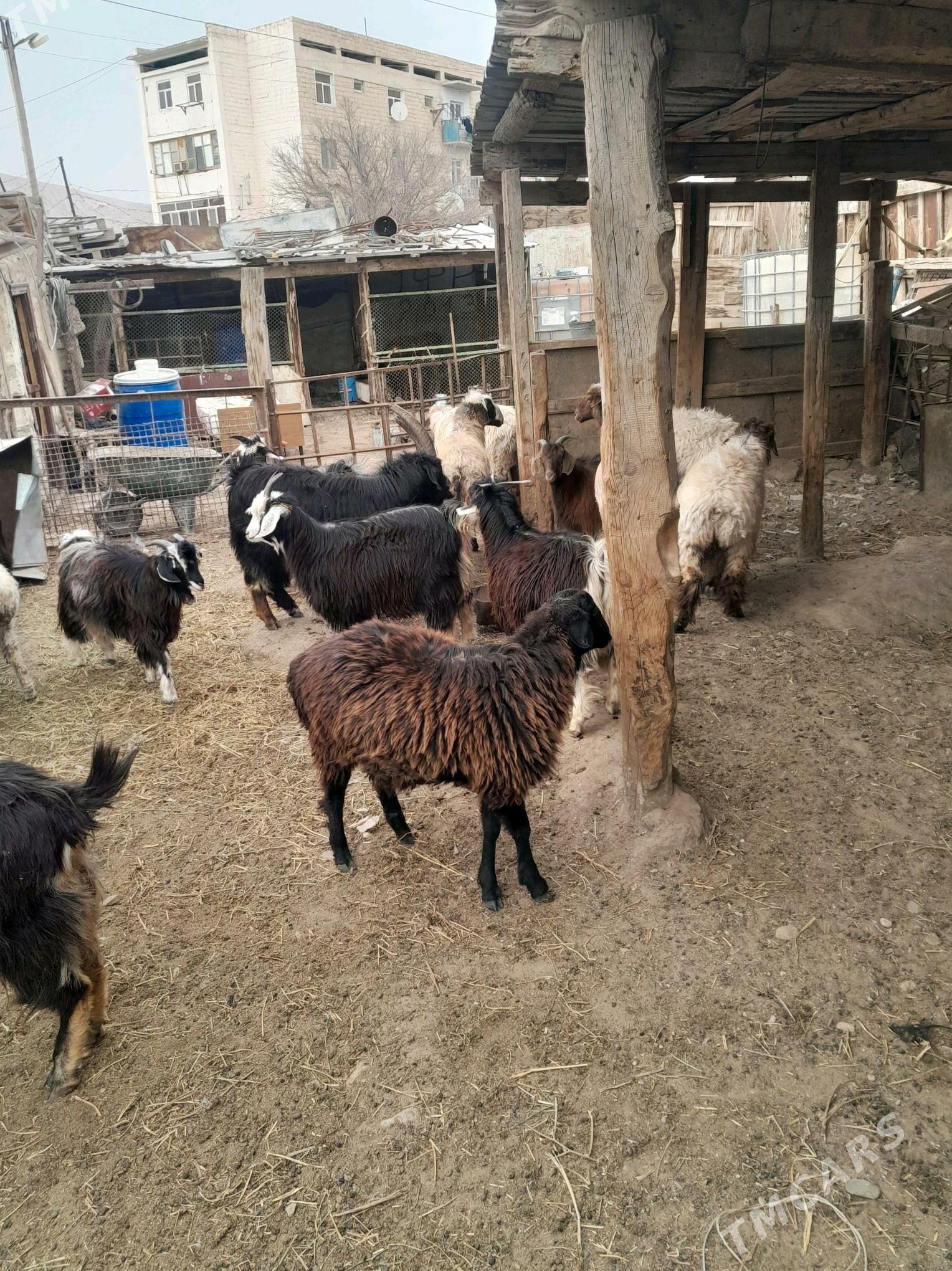 cewis tokly - Türkmenbaşy - img 2