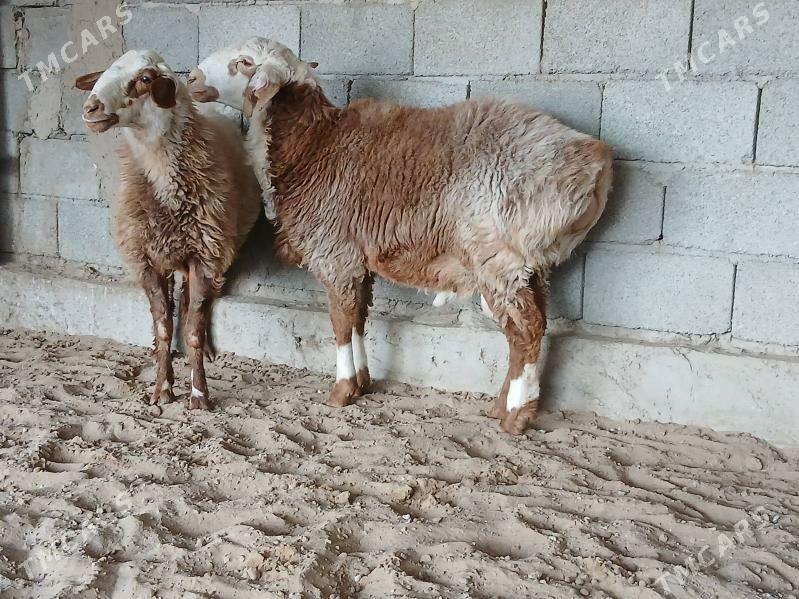 Gisar - Bagyr - img 3