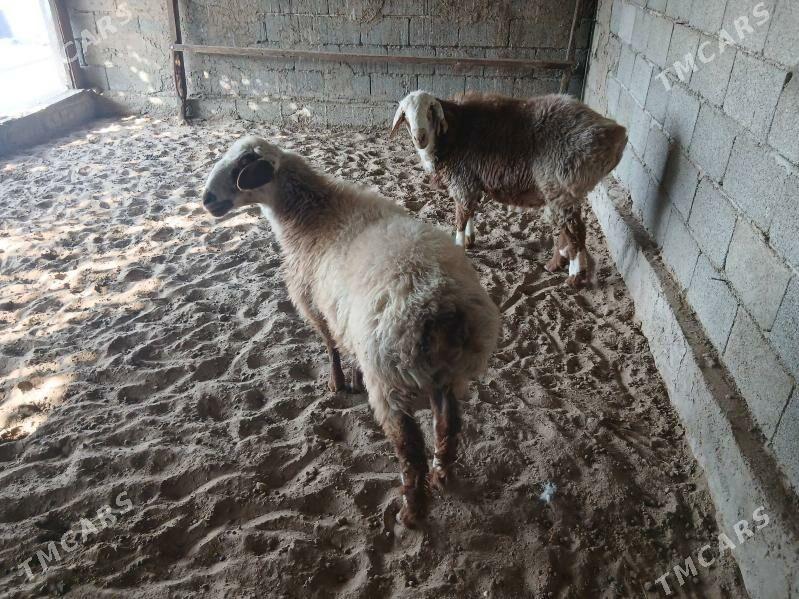 Gisar - Bagyr - img 5