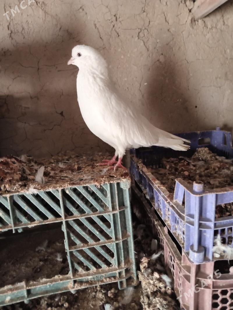 kepderi - Сакарчага - img 7