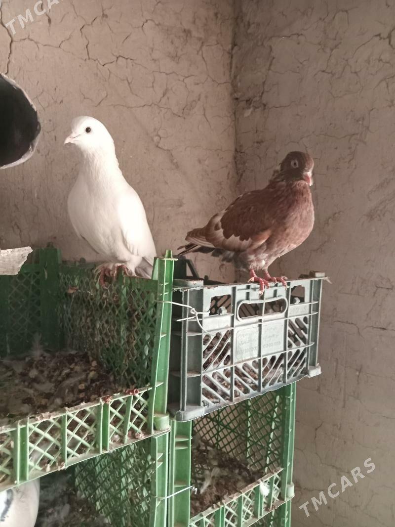 kepderi - Сакарчага - img 6