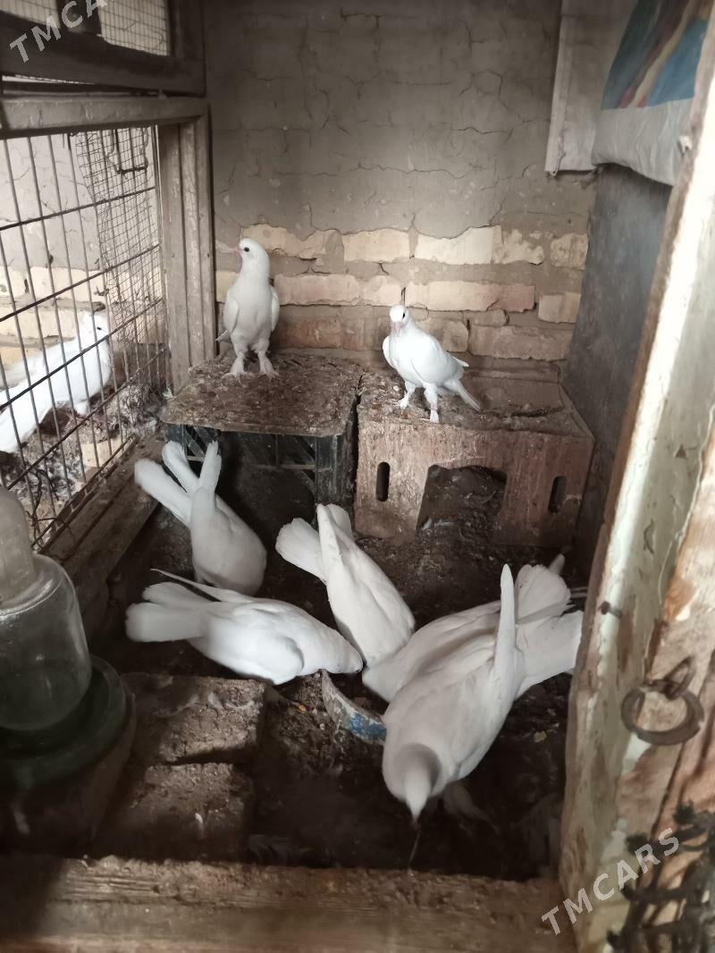 kepderi - Сакарчага - img 1