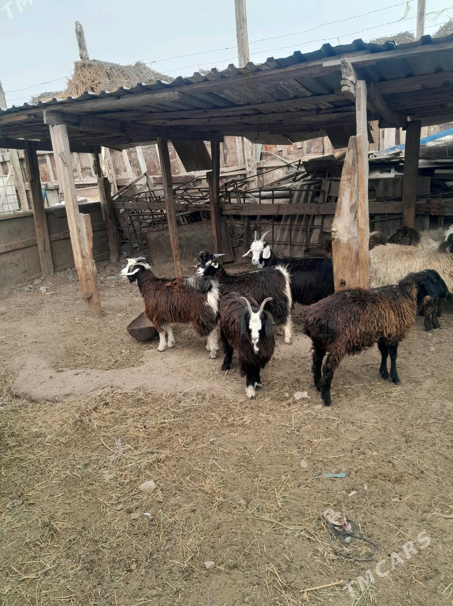 cewis tokly - Türkmenbaşy - img 3