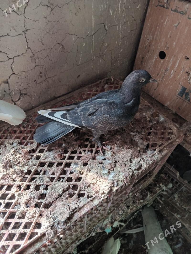 kepderi - Сакарчага - img 3