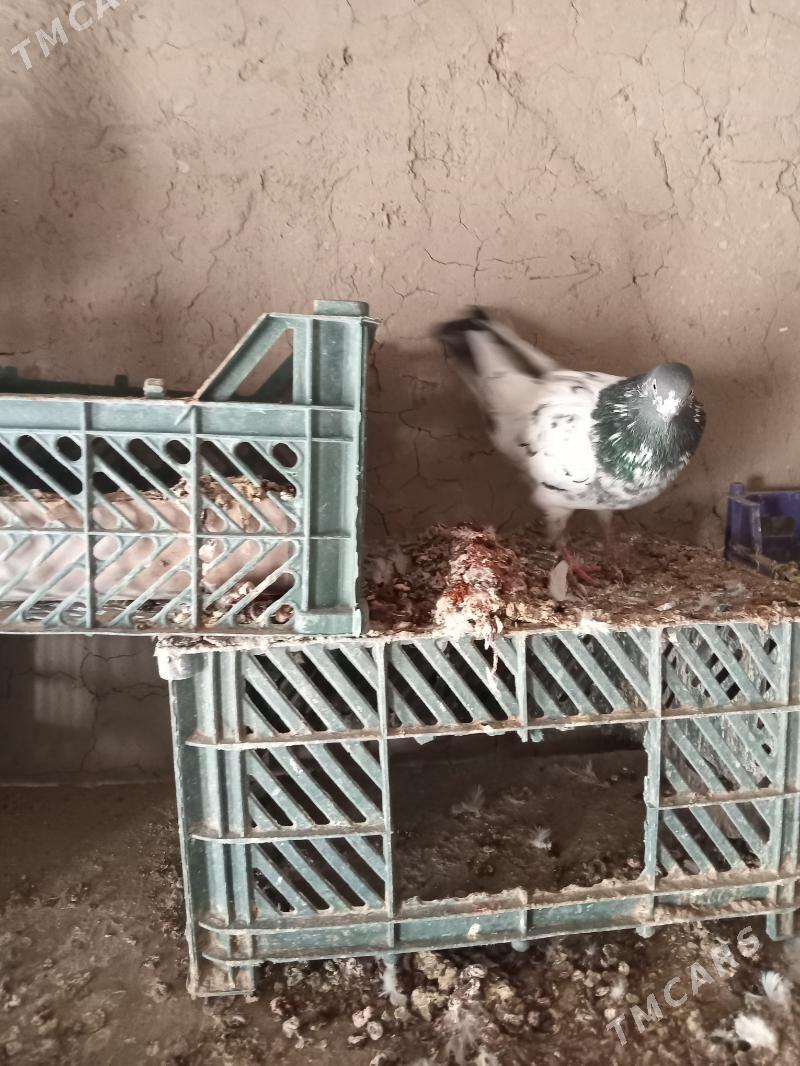 kepderi - Сакарчага - img 5