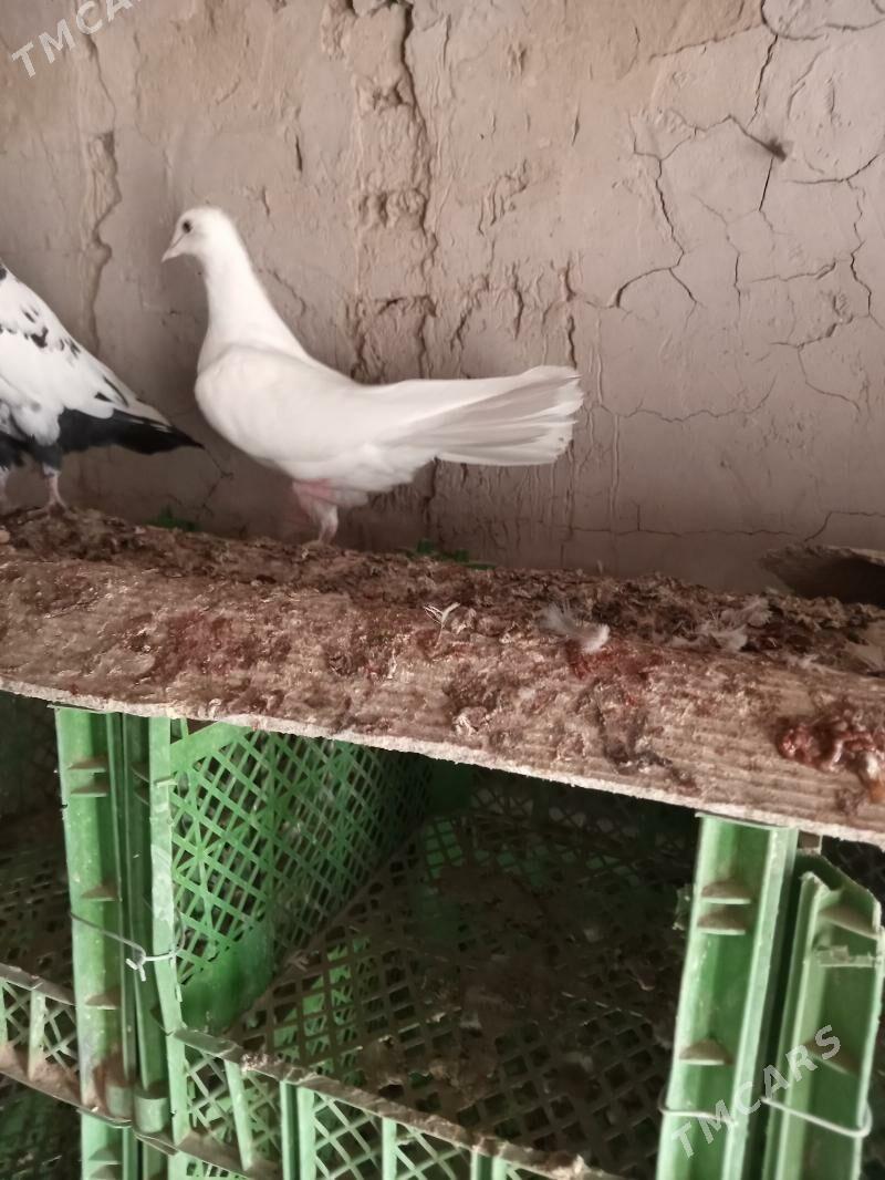 kepderi - Сакарчага - img 2