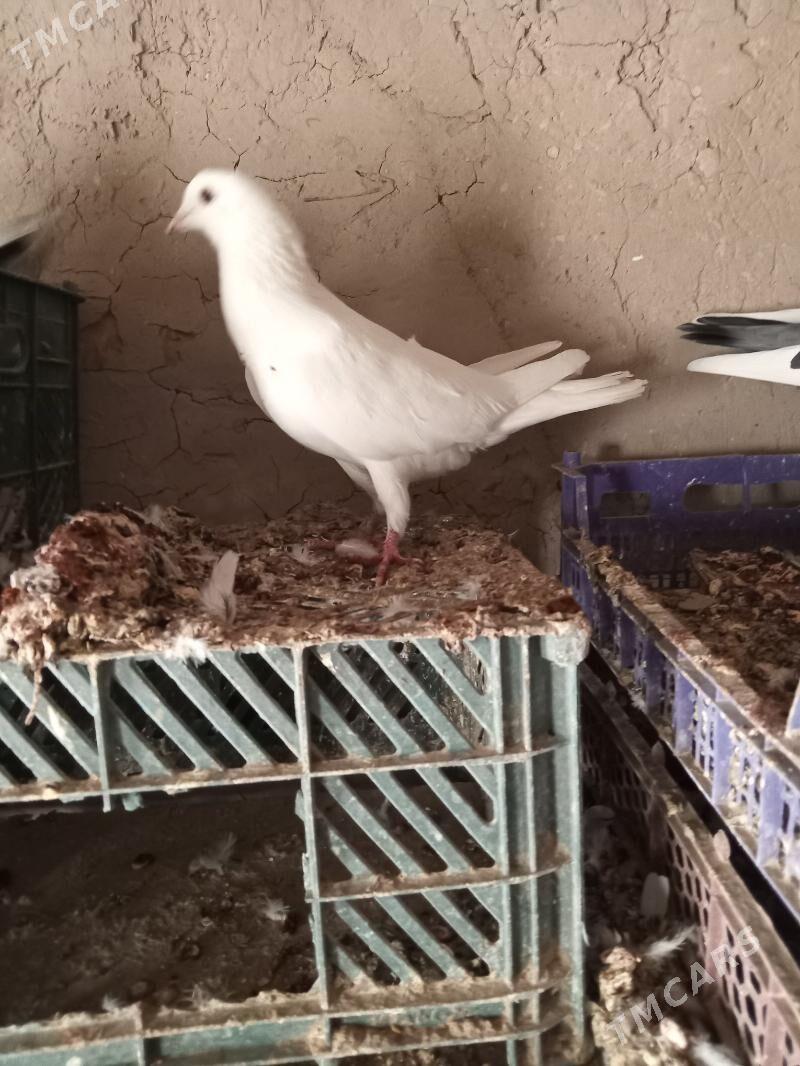 kepderi - Сакарчага - img 4