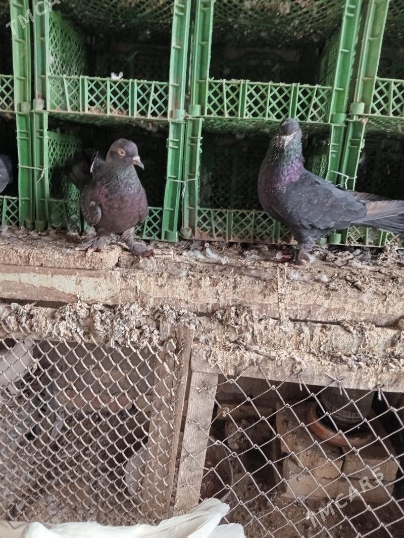 kepderi - Сакарчага - img 8