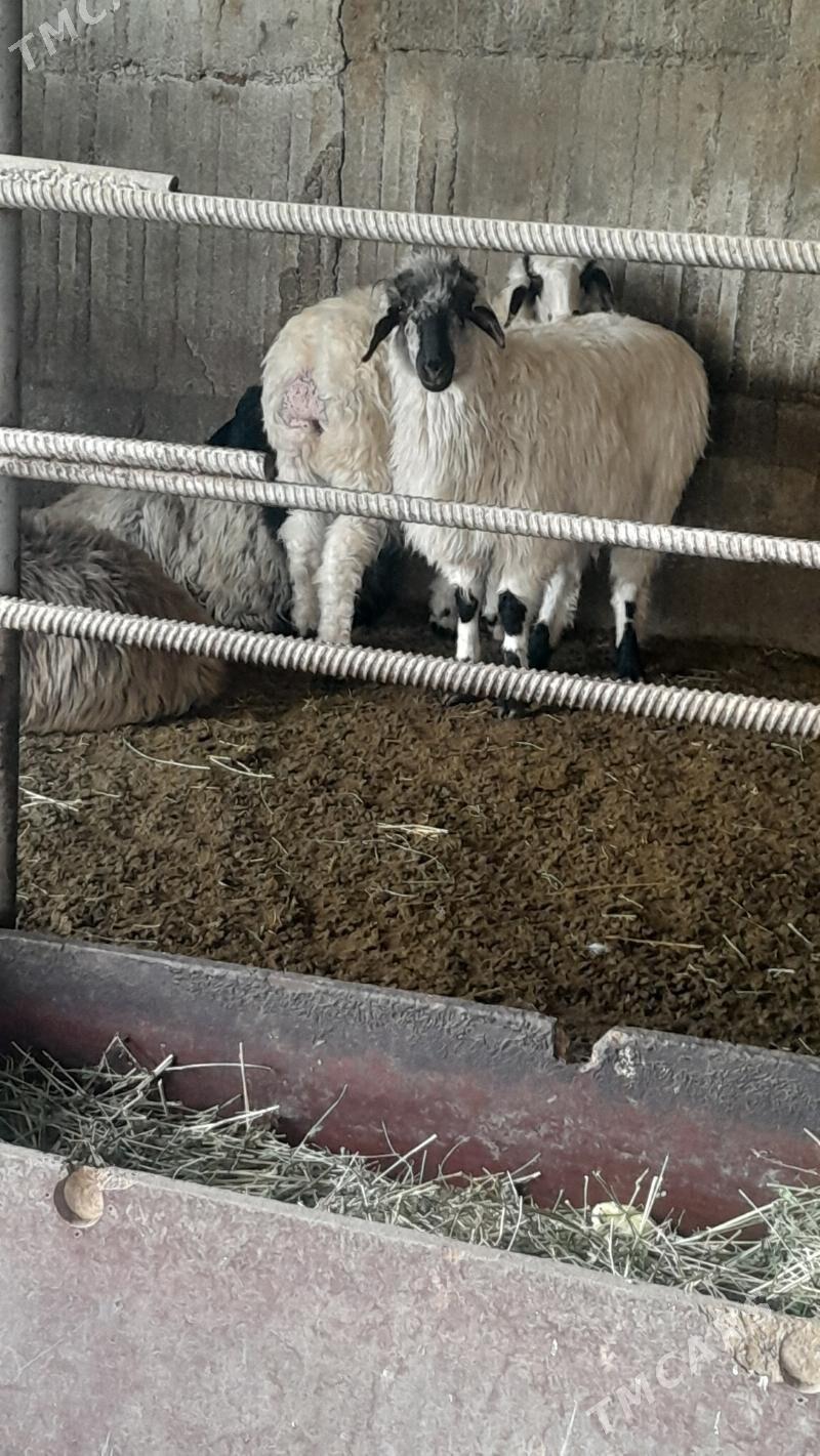 Goÿun - Herrikgala - img 2