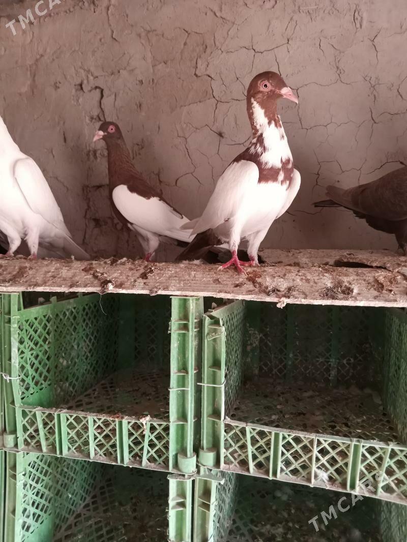 kepderi - Сакарчага - img 10