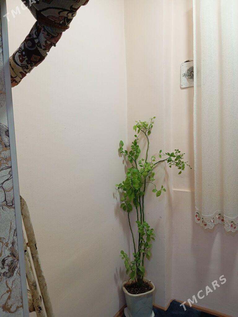 Satlyk jay ... - Mary - img 9