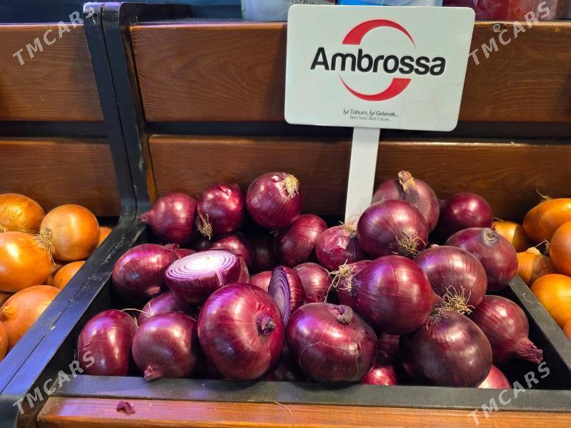 SOGAN TOHUMY (ÝAZLYK) BEREKET - Parahat 3 - img 7