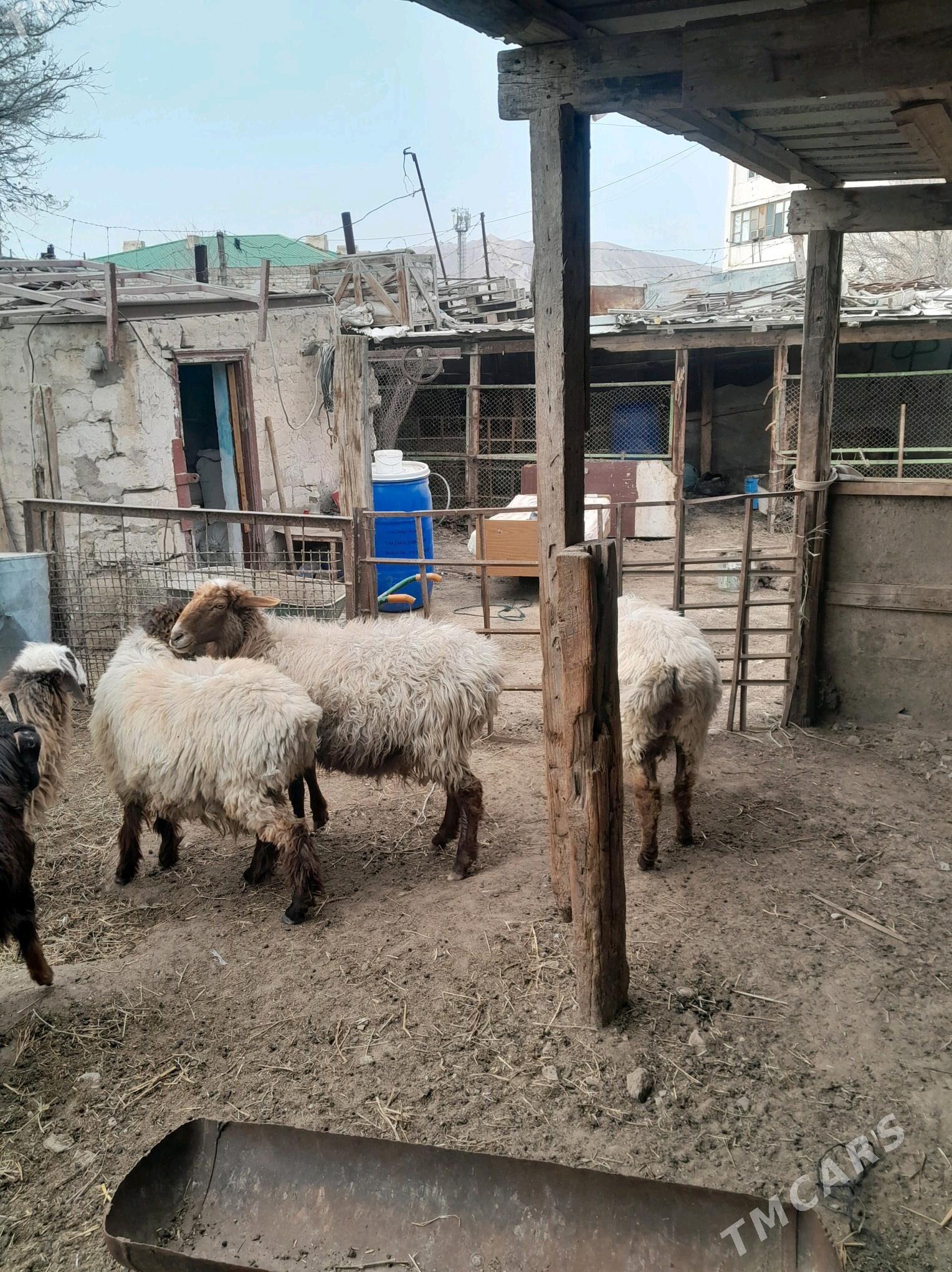 cewis tokly - Türkmenbaşy - img 4