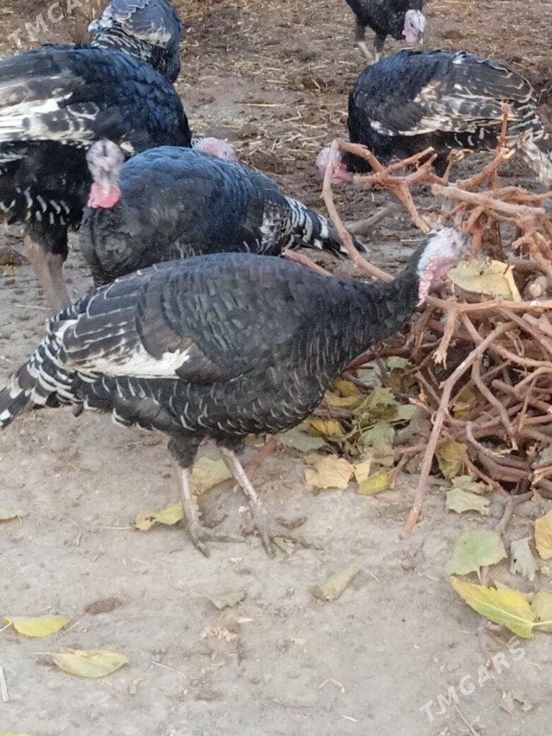 induk - Анев - img 2