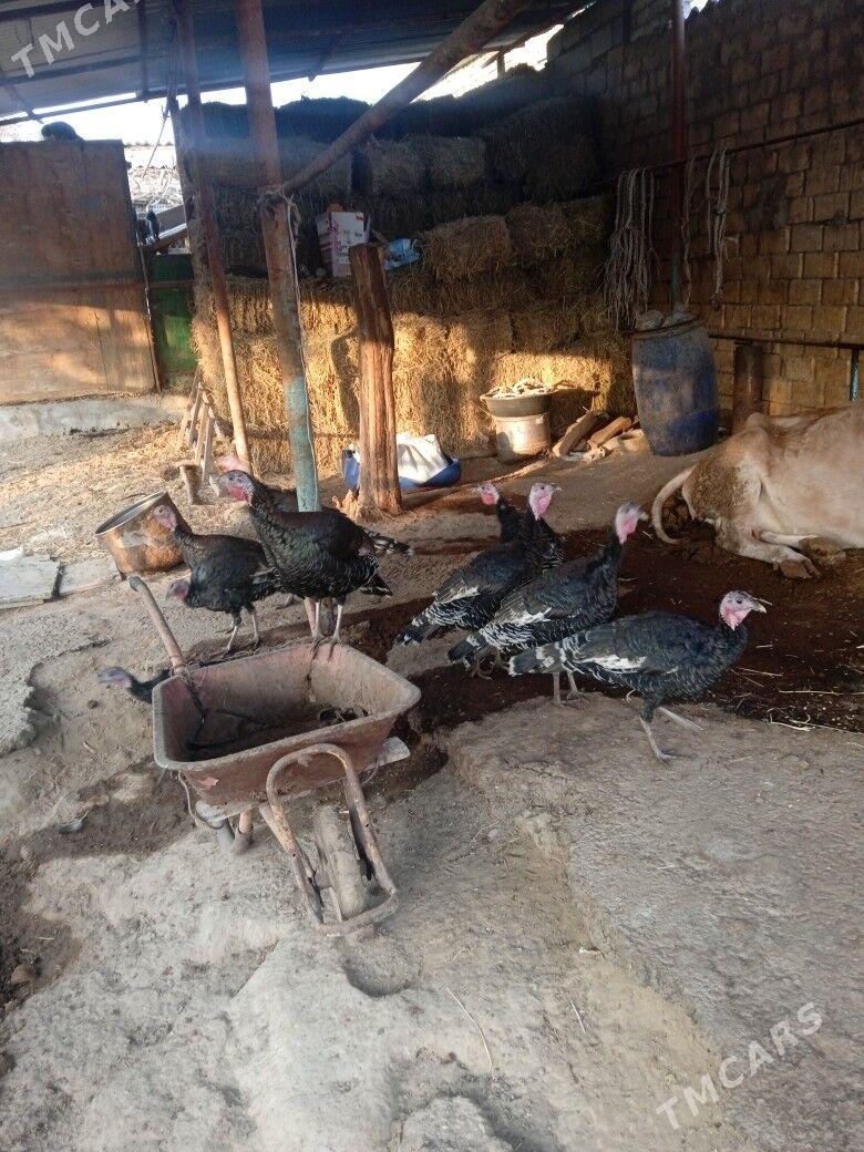 induk - Анев - img 3