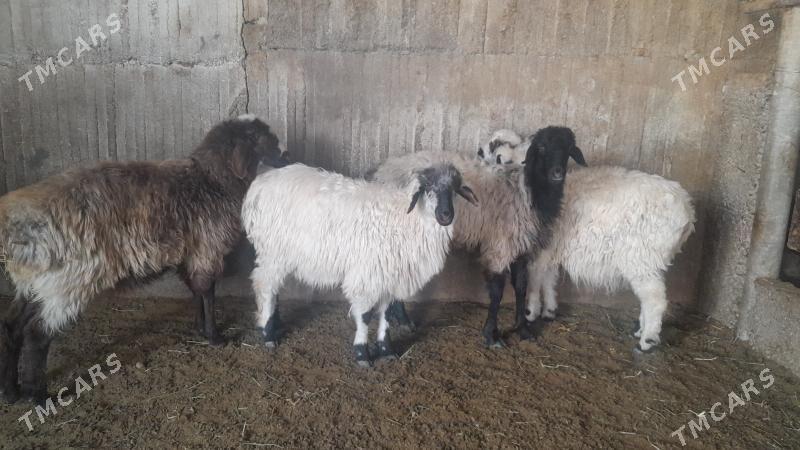 Goÿun - Herrikgala - img 8