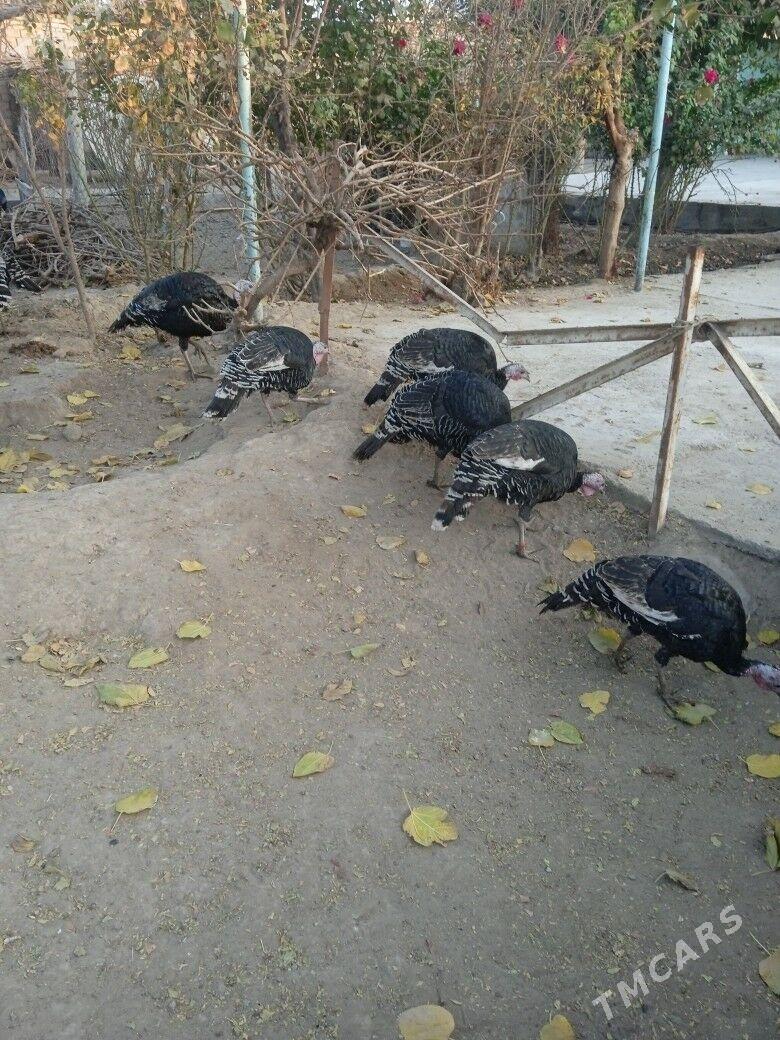 induk - Анев - img 1