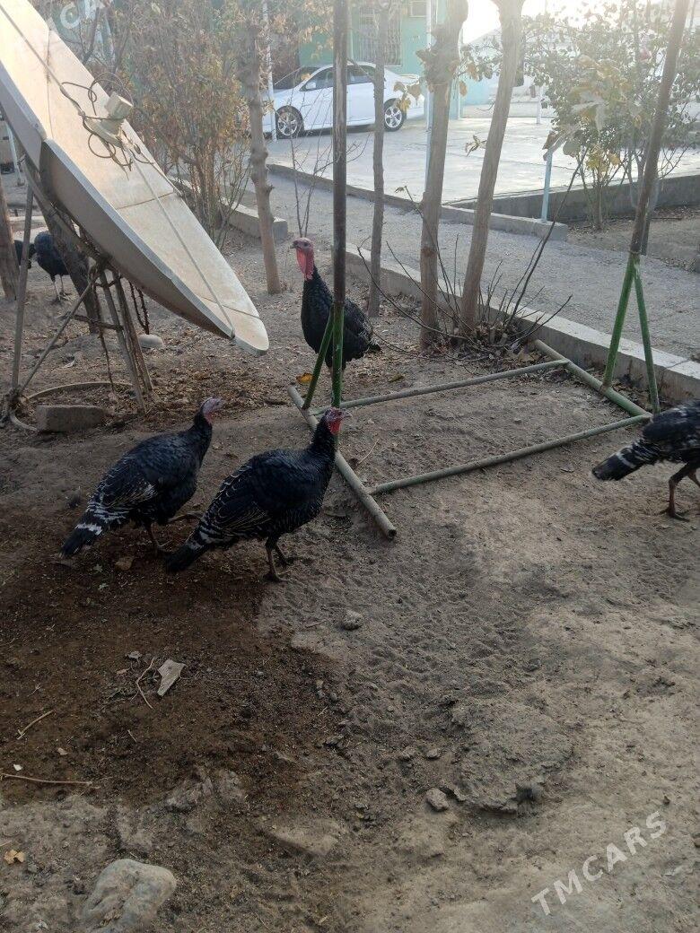 induk - Анев - img 4