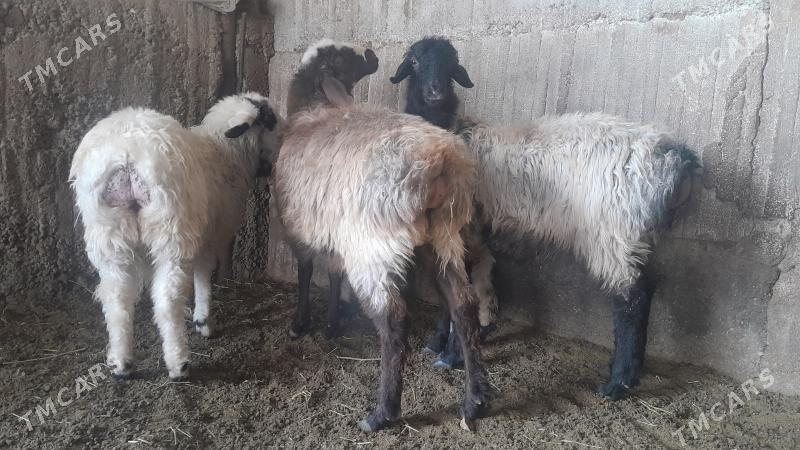 Goÿun - Herrikgala - img 4