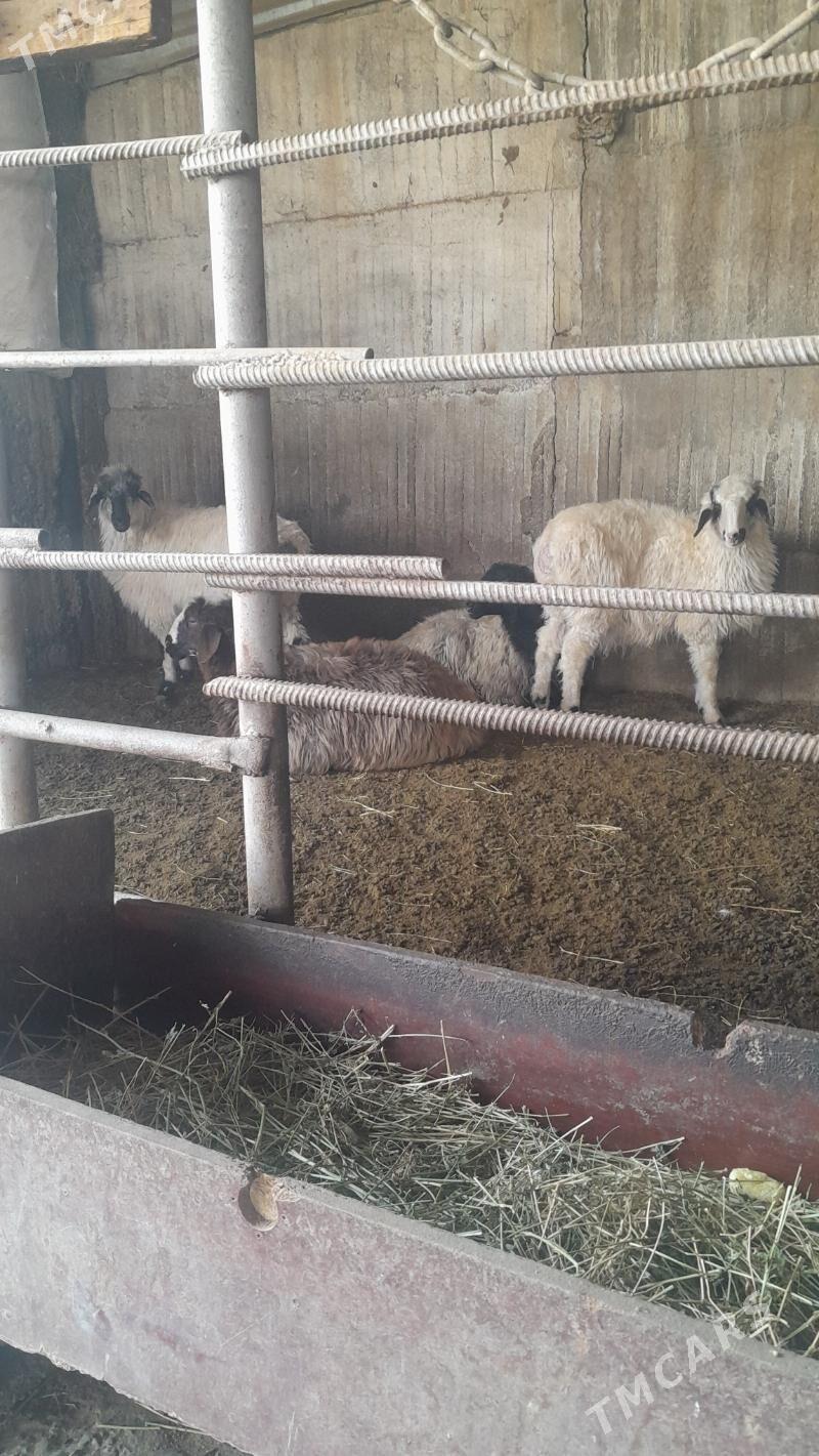 Goÿun - Herrikgala - img 6